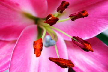 Pistil and pollen of pink lily