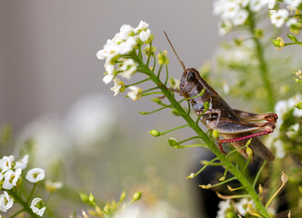 Closeup of a brown grasshopper on the white flower. Selected focus.
