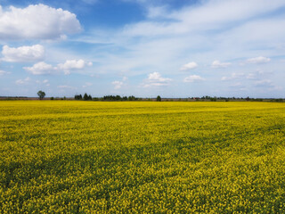 Obraz premium Picturesque rapeseed field under the blue sky. Farmland covered with flowering rapeseed, aerial view.