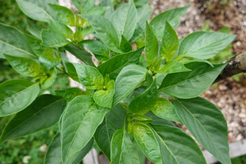growing peppers in raised bed in backyard garden, blooming peppers, planting peppers