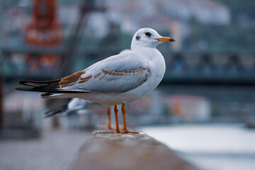 seagulls on the railing in the port