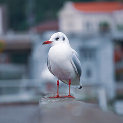 seagulls on the railing in the port