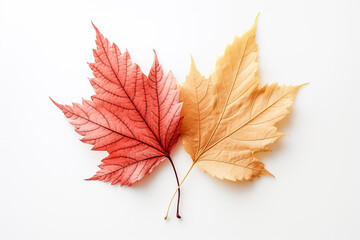 Autumn colored fall leaf texture overlay on white background showcasing a vibrant seasonal nature scene 