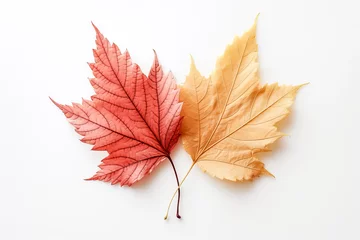  Autumn colored fall leaf texture overlay on white background showcasing a vibrant seasonal nature scene  © fotogurmespb