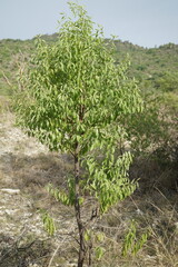 Sandalwood Tree , close up view, forest aromatic wood tree , full tree view