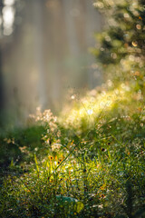 Frische Grün im Wald, Bokeh