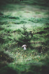 Pilz und kleiner Baum auf Bergwiese