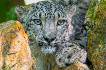 Naklejka na ściany i meble Portrait of a snow panther or snow leopard