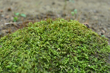 View of green mosses growing on a rock's surface with moss spores