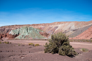 close up of a bush of valle arcoiris, antofagasta, atacama, chile