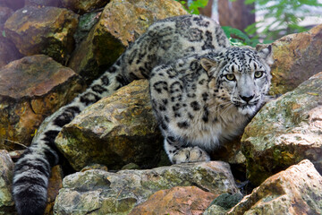 Hiding snow panther or snow leopard