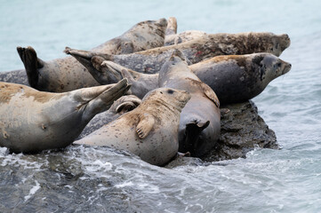 Eine Gruppe von Seals 