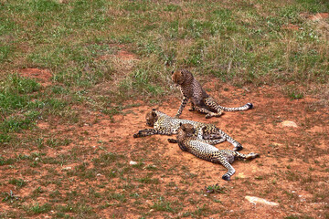 Three gepards lying on the grass of the savannah © Raul