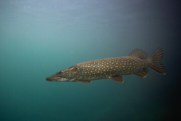 Northern pike near the surface. Pike during day dive. Main predator in the lake. 