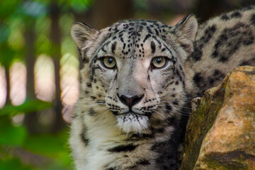 Portrait of a snow panther or snow leopard