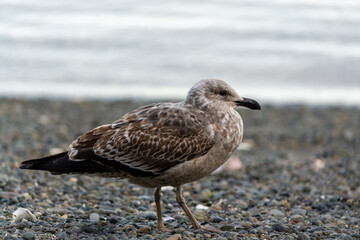 Gaviota Dominicana juvenil (Larus dominicanus)