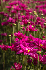Fototapeta premium Flores com folhas laranja na cidade de Holambra, Estado de São Paulo, Brasil