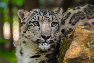 Portrait of a snow panther or snow leopard