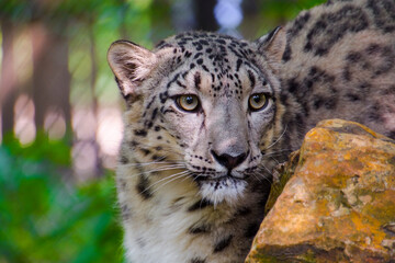 Portrait of a snow panther or snow leopard