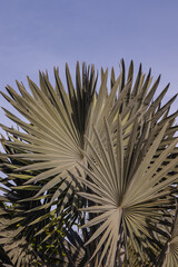 Obraz premium planta grande na cidade de Holambra, Estado de São Paulo, Brasil