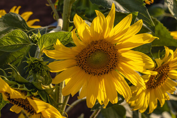girassol na cidade de Holambra, Estado de S&atilde;o Paulo, Brasil