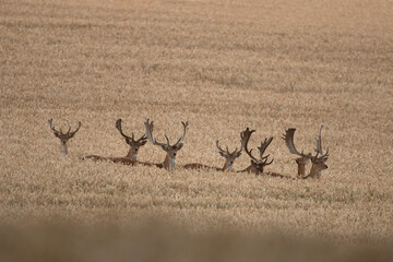 European fallow deer on the cereal field. European nature during summer season. Herd of fallow...