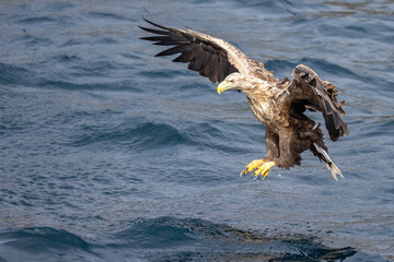 The sea eagle is Northern Europe's largest nesting bird of prey and the fourth largest of the world's eagles,Nordland county,Norway