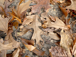 Oak Leaves on the Ground in Autumn