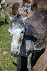 Donkey farm on the popular reservoir of Nature Zasavica, near Sremska Mitrovica, Serbia