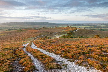 An early morning open heathland scene with warm yellow sunlight from the side lighting heather, trees and undulations into the distance