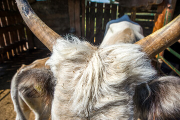 A picture of a cow's head with flies