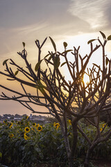 pôr do sol na plantação de girassol na cidade de Holambra, Estado de São Paulo, Brasil