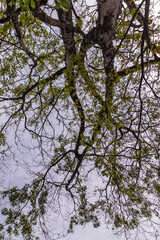 árvore na cidade de Holambra, Estado de São Paulo, Brasil