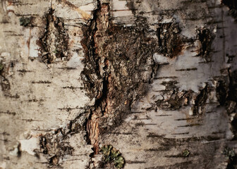 Birch bark wood background. Birch tree bark texture. Tough rude wooded surface pattern. Macro closeup.
