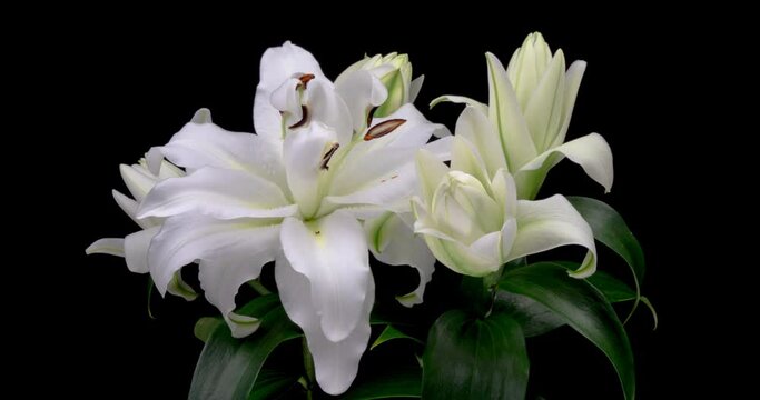 Beautiful white Lily flower blooming close up. Time lapse of fresh Lilly opening, isolated on black background.