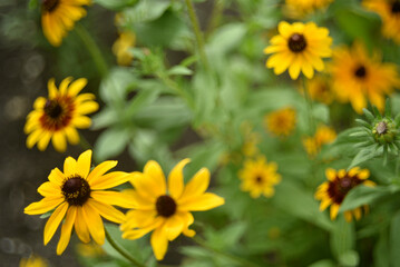 Rudbeckia laciniata. Yellow-red flowers on a green bush. Summer garden.