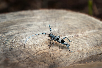 Rare rosalia longicorn in the forest. Rosalia alpina in the Little Carpathians park. Blue beetle with black stains and long feelers.
