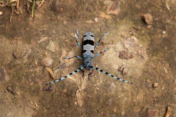 Rare rosalia longicorn in the forest. Rosalia alpina in the Little Carpathians park. Blue beetle with black stains and long feelers.