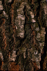 Hornbeam bark wood background. Hornbeam tree bark texture. Tough rude wooded surface pattern. Vertical macro closeup.Hornbeam bark wood background. 