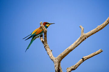 Bee-eater or Merops apiaster, perched on a branch.