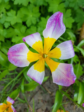 Tulipa saxatilis (in german Felsen-Tulpe also Kretische Tulpe) Tulipa saxatilis