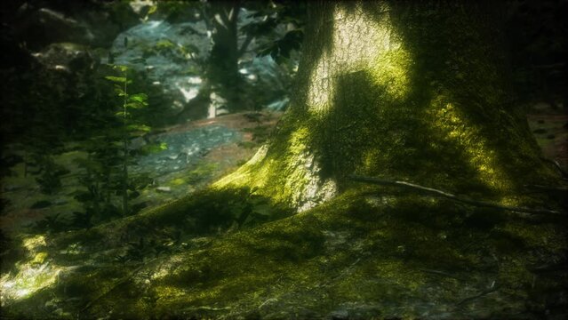 tree with moss on roots in a green forest