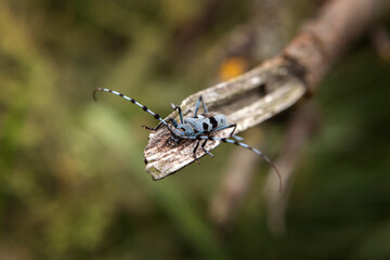 Rare rosalia longicorn in the forest. Rosalia alpina in the Little Carpathians park. Blue beetle with black stains and long feelers.