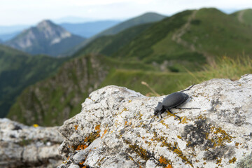 Black beetle in Little Fatra, Slovakia national park. Carabus coriaceus is walking with view on the Rozsutec peark. Slovakia mountain range. 
