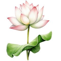 Fototapeta premium pink lotus flower