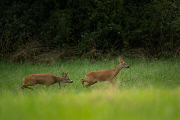 Roe deer during rutting season. Deer on the meadow. European nature during summer season. Roe deer is following the doe.