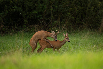 Roe deer during rutting season. Deer on the meadow. European nature during summer season. Roe deer...