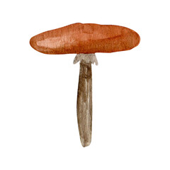 Watercolor mushrooms, hand drawn isolated illustration of a forest plant on a white background. Forest mushroom for recipe book, packaging design.