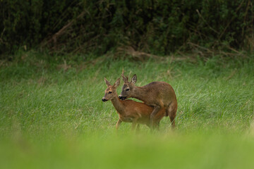Naklejka na ściany i meble Roe deer during rutting season. Deer on the meadow. European nature during summer season. Roe deer is mating with the doe.