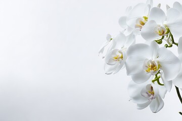 Fototapeta na wymiar Closeup orchid flowers branch white background. ai generative